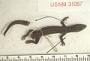 Sphaerodactylus pacificus