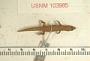 Sphaerodactylus sabanus
