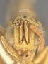 Spilochalcis phais
