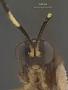 Spilocryptus polychrosidis