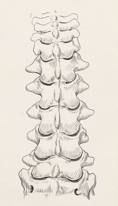 Spine