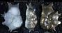 Spinodiscorbis tasmanensis Taylor, 1986