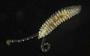 Spionidae