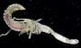 Spionidae