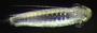 Spionidae