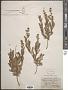 Spiraea simplex Greene