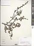 Spiraea sp.