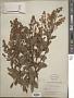 Spiraea sp.