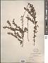 Spiraea sp.