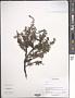 Spiraea sp.