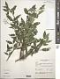 Spiraea sp.