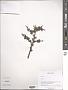 Spiraea sp.