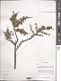 Spiraea sp.
