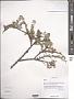 Spiraea sp.