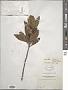 Spiraeanthemum pubescens Pamp.