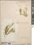 Spirogyra sp.
