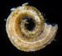 Spirorbinae