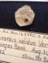 Spirorbis validus