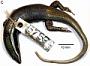 Spondylurus fulgidus