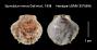 Spondylus mimus
