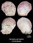 Spondylus parvispinus