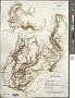 Sporochnus pedunculatus (Huds.) C. Agardh