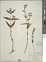 Stachys aspera Michx.