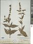 Stachys aspera Michx.
