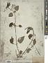 Stachys boraginoides Schltdl. & Cham.