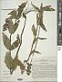 Stachys foliosa Benth.