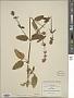 Stachys globosa Epling