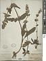 Stachys heraclea All.