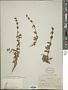 Stachys herrerae Epling
