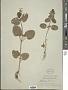 Stachys hirta L.