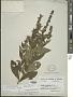 Stachys hispida Pursh