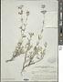Stachys inflata Benth.