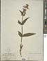 Stachys palustris L.