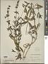 Stachys recta L.