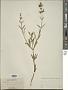 Stachys recta L.
