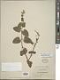 Stachys rigida subsp. quercetorum (A. Heller) Epling