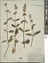 Stachys rigida subsp. quercetorum (A. Heller) Epling