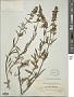 Stachys sideritoides C. Koch