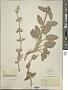 Stachys sp.