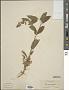 Stachys sylvatica L.