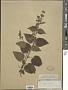 Stachys sylvatica L.