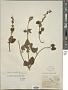 Stachys vulcanica Epling