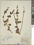 Stachys vulcanica Epling