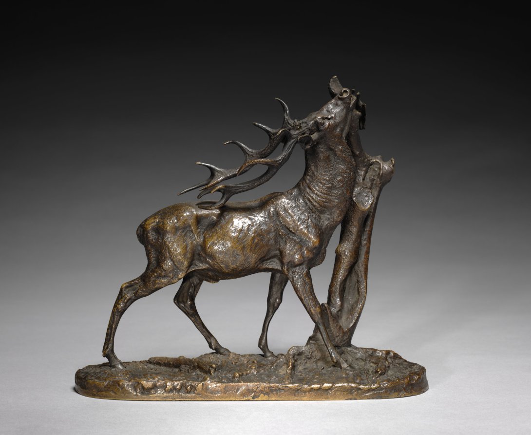 Stag