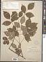Staphylea trifolia L.