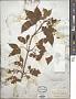 Staphylea trifolia L.